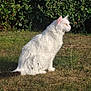 cat, white_cat, domestic_cat, pet, animal, fur, whiskers, ears, tail, sitting, profile_view, outdoor, grass, hedge, greenery, sunlight, portrait, calm, nature, backyard