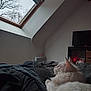 cat, white_cat, pet, bed, blanket, cozy, skylight, window, tree_outside, indoor, fur, ears, looking_up, loft_room, sloped_ceiling, television, nightstand, home_interior, soft_texture, relaxing