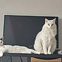 cat, cats, white_cat, black_and_white_cat, sitting, lying_down, television, tv_screen, furniture, shelf, living_room, fur, fluffy, pet, pair, relaxed, stare, paws, tail, indoor