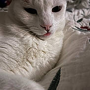 Yoda joined the competition — help win amazing prizes! cat, white_cat, close_up, pet, animal, feline, tongue_out, fur, whiskers, bed, blanket, cozy, indoor, cute, relaxed, sleepy, soft, paw, nose, ears