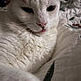 cat, white_cat, close_up, pet, animal, feline, tongue_out, fur, whiskers, bed, blanket, cozy, indoor, cute, relaxed, sleepy, soft, paw, nose, ears