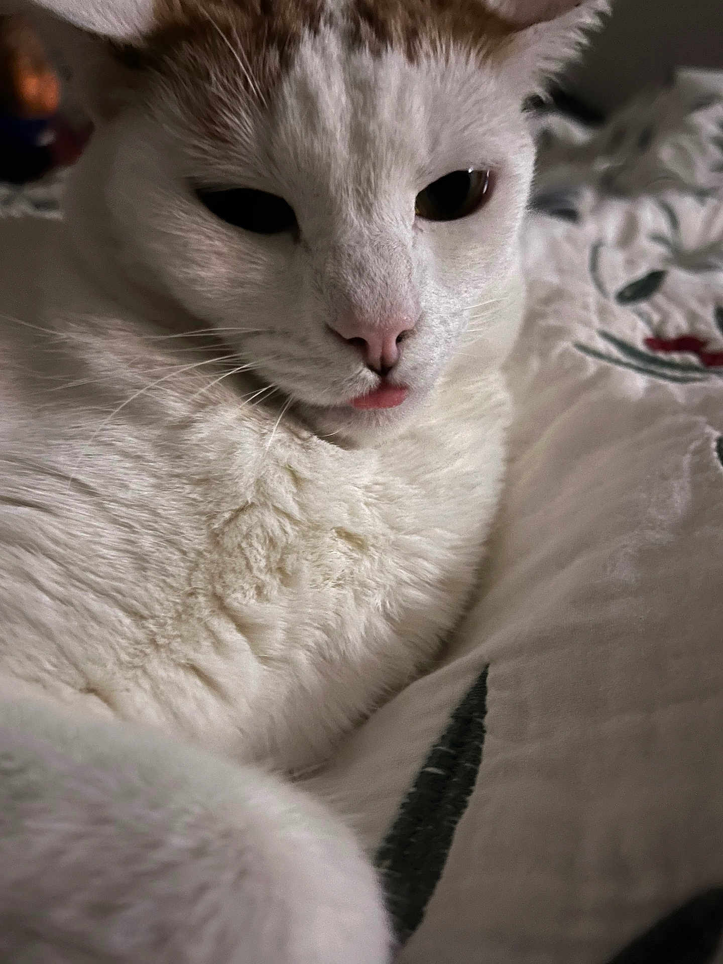 Yoda joined the competition — help win amazing prizes! cat, white_cat, close_up, pet, animal, feline, tongue_out, fur, whiskers, bed, blanket, cozy, indoor, cute, relaxed, sleepy, soft, paw, nose, ears