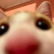 Coco joined the competition — help win amazing prizes! cat, close_up, blurry, nose, eyes, indoor, pet, animal, face, fur, whiskers, orange, white, curious, cute, domestic, mammal, ears, pink_nose, portrait