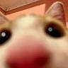 cat, close_up, blurry, nose, eyes, indoor, pet, animal, face, fur, whiskers, orange, white, curious, cute, domestic, mammal, ears, pink_nose, portrait