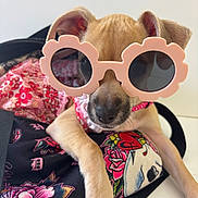 Hazel joined the competition — help win amazing prizes! accessory, adorable, animal, bag, closeup, cute, dog, fashion, floral_pattern, flower_shaped, indoor, laying_down, pet, pink, playful, puppy, small_dog, stylish, sunglasses, tongue_not_visible