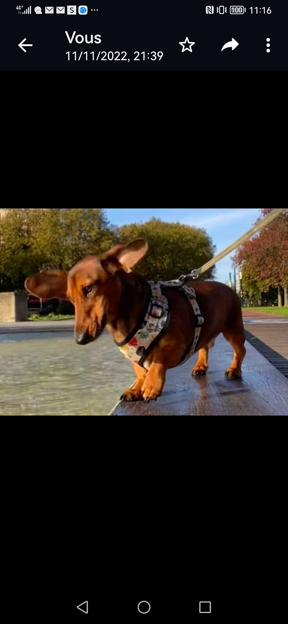 Swann a rejoint le concours — aidez-le/la à gagner de superbes lots ! adventure, asphalt, carnivore, collar, companion_dog, dog, dog_breed, dog_collar, dog_supply, fashion_accessory, leash, leisure, plant, road_surface, sky, snout, sporting_group, travel, tree, working_animal