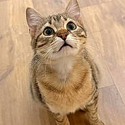 Gaston participe au concours pour gagner de l'argent avec cette photo : cat, tabby, pet, animal, cute, wide_eyes, whiskers, fur, indoor, floor, wooden_floor, looking_up, curious, sitting, domestic_cat, young_cat, close_up, mammal, feline, adorable