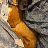 Nilina a rejoint le concours — aidez-le/la à gagner de superbes lots ! bed, bedding, blanket, brown_dog, closeup, collar, comfort, cozy, dog, eyes, face, fur, indoor, nose, paisley_pattern, pet, portrait, resting, sleepy, textile