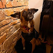 Nilina participe au concours pour gagner de l'argent avec cette photo : backpack, blanket, brown_fur, chair, collar, cozy, dog, ears_up, harness, indoor, leash, looking_up, person_arm, pet, portrait, sitting, stone_wall, table, white_chest, wooden_floor
