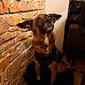 backpack, blanket, brown_fur, chair, collar, cozy, dog, ears_up, harness, indoor, leash, looking_up, person_arm, pet, portrait, sitting, stone_wall, table, white_chest, wooden_floor