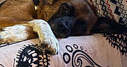 Nilina a rejoint le concours — aidez-le/la à gagner de superbes lots ! blanket, butterfly_pattern, canine, closeup, cozy, dog, ear, fur, human_arm, indoor, laying_down, nose, pajama_pants, patterned_textile, paw, resting, sleepy, snout, t_shirt, tapestry