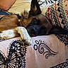 blanket, butterfly_pattern, canine, closeup, cozy, dog, ear, fur, human_arm, indoor, laying_down, nose, pajama_pants, patterned_textile, paw, resting, sleepy, snout, t_shirt, tapestry