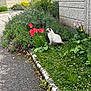 Zeïa participe au concours pour gagner de l'argent avec cette photo : building, cat, flowers, fluffy, garden, grass, greenery, leaves, nature, outdoor, peaceful, pet, pink_flowers, plant, red_flowers, shrub, sidewalk, tulips, wall, white_cat