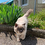 Zeïa a rejoint le concours — aidez-le/la à gagner de superbes lots ! animal, blue_eyes, cat, close_up, curious, daylight, flowers, fluffy, fur, garden, greenery, nature, outdoor, pavement, pet, plants, sidewalk, small_flowers, sunny, walking