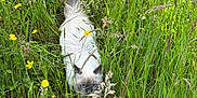 Zeïa participe au concours pour gagner de l'argent avec cette photo : animal, blue_eyes, cat, cute, daylight, fluffy, fur, grass, greenery, mammal, nature, outdoor, pet, plants, stealth, summer, tail, walking, wildflowers, yellow_flowers
