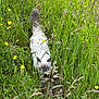 animal, blue_eyes, cat, cute, daylight, fluffy, fur, grass, greenery, mammal, nature, outdoor, pet, plants, stealth, summer, tail, walking, wildflowers, yellow_flowers