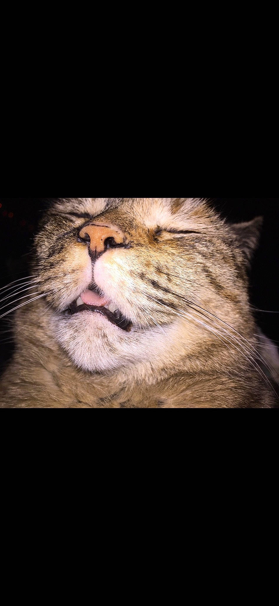 Isis joined the competition — help win amazing prizes! carnivore, cat, comfort, darkness, domestic_short_haired_cat, ear, eye, fawn, felidae, fur, night, paw, small_to_medium_sized_cats, snout, tail, terrestrial_animal, tree, whiskers, wildlife, wood