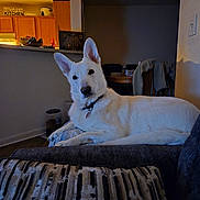 Milo joined the competition — help win amazing prizes! blanket, chair, collar, couch, curious, dog, ear, floor, furniture, home, indoors, kitchen, light, living_room, pet, relaxed, shadow, table, white_dog, wooden_cabinets