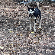 Diablo joined the competition — help win amazing prizes! dog, husky, leash, forest_floor, leaves, outdoor, nature, tree, autumn, animal, pet, standing, alert, black_and_white, canine, fur, ears, tail, ground, daylight