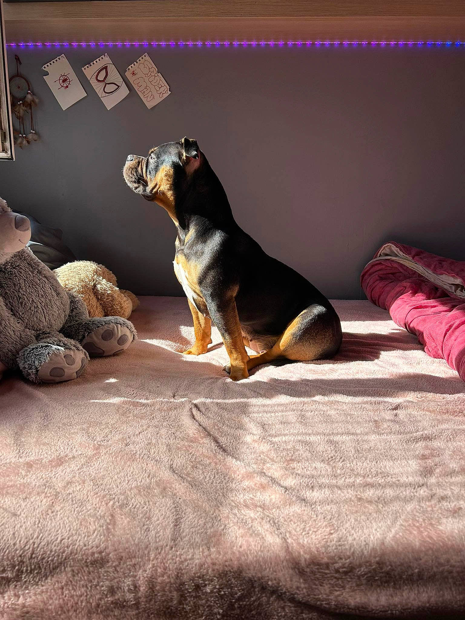 Tia a rejoint le concours — aidez-le/la à gagner de superbes lots ! brown, canidae, carnivore, comfort, companion_dog, darkness, dog, dog_breed, fawn, flooring, fur, linens, paw, room, snout, sporting_group, tail, terrestrial_animal, wood, working_animal