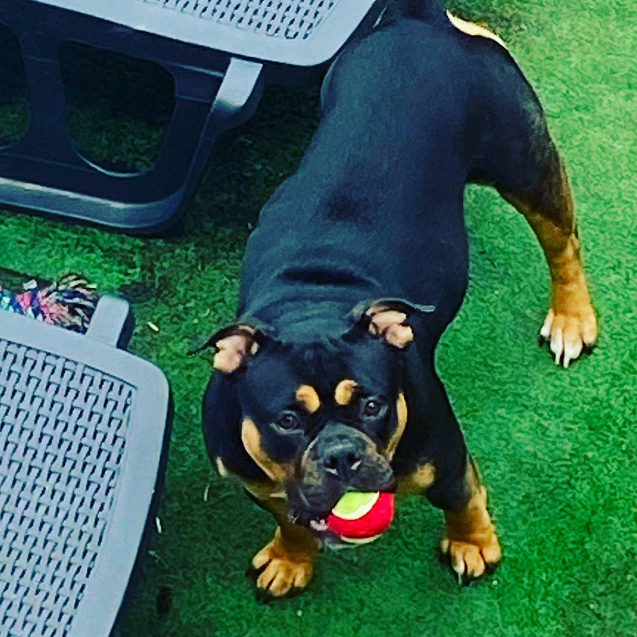 Tia participe au concours pour gagner de l'argent avec cette photo : ancient_dog_breeds, bulldog, canidae, carnivore, chair, companion_dog, dog, dog_breed, fawn, grass, guard_dog, molosser, non_sporting_group, puppy, rottweiler, snout, sporting_group, toy_dog, working_animal, working_dog