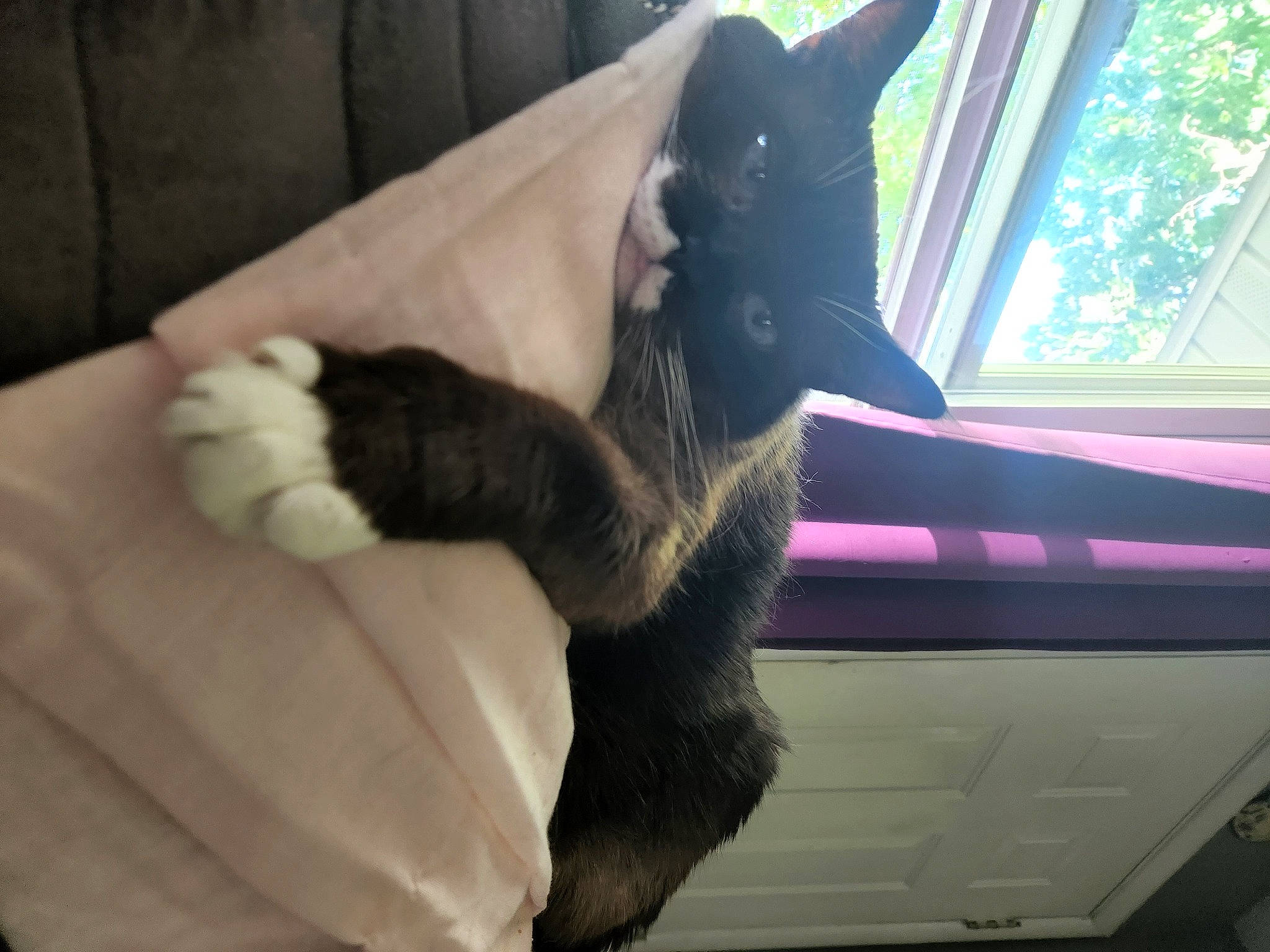 Angel joined the competition — help win amazing prizes! black_cat, carnivore, cat, comfort, dog_breed, domestic_short_haired_cat, ear, felidae, fur, gesture, head, human_leg, lap, nail, paw, small_to_medium_sized_cats, snout, tail, whiskers, window