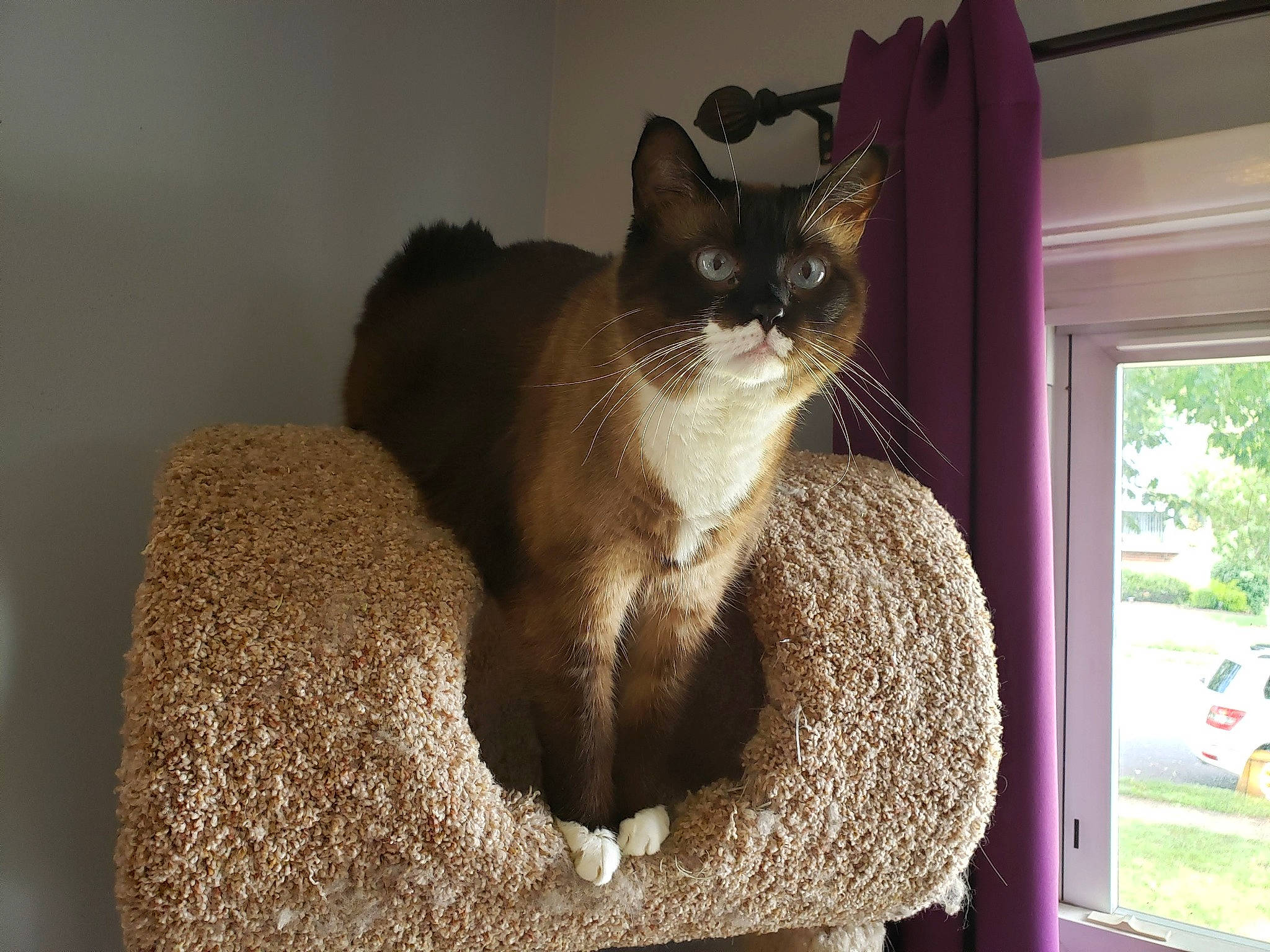 Angel joined the competition — help win amazing prizes! black_cat, carnivore, cat, cat_furniture, cat_supply, comfort, curtain, domestic_short_haired_cat, fawn, felidae, fur, grey, pet_supply, plant, room, small_to_medium_sized_cats, stairs, tail, whiskers, window