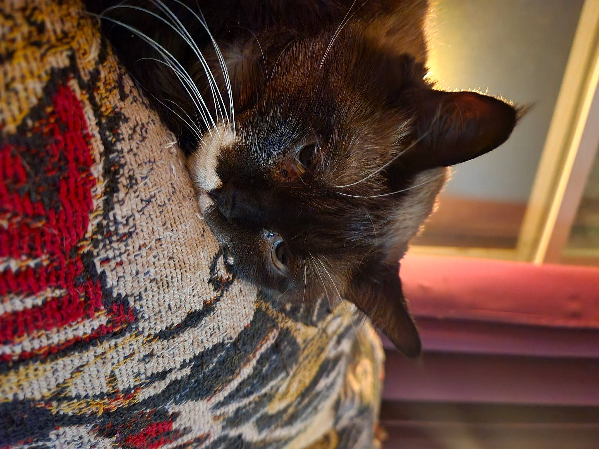 Angel is registered to the contest to win money with this photo: black_cat, carnivore, cat, cat_supply, claw, close_up, comfort, domestic_short_haired_cat, felidae, fur, linens, nap, pattern, paw, small_to_medium_sized_cats, snout, tail, textile, whiskers, woven_fabric