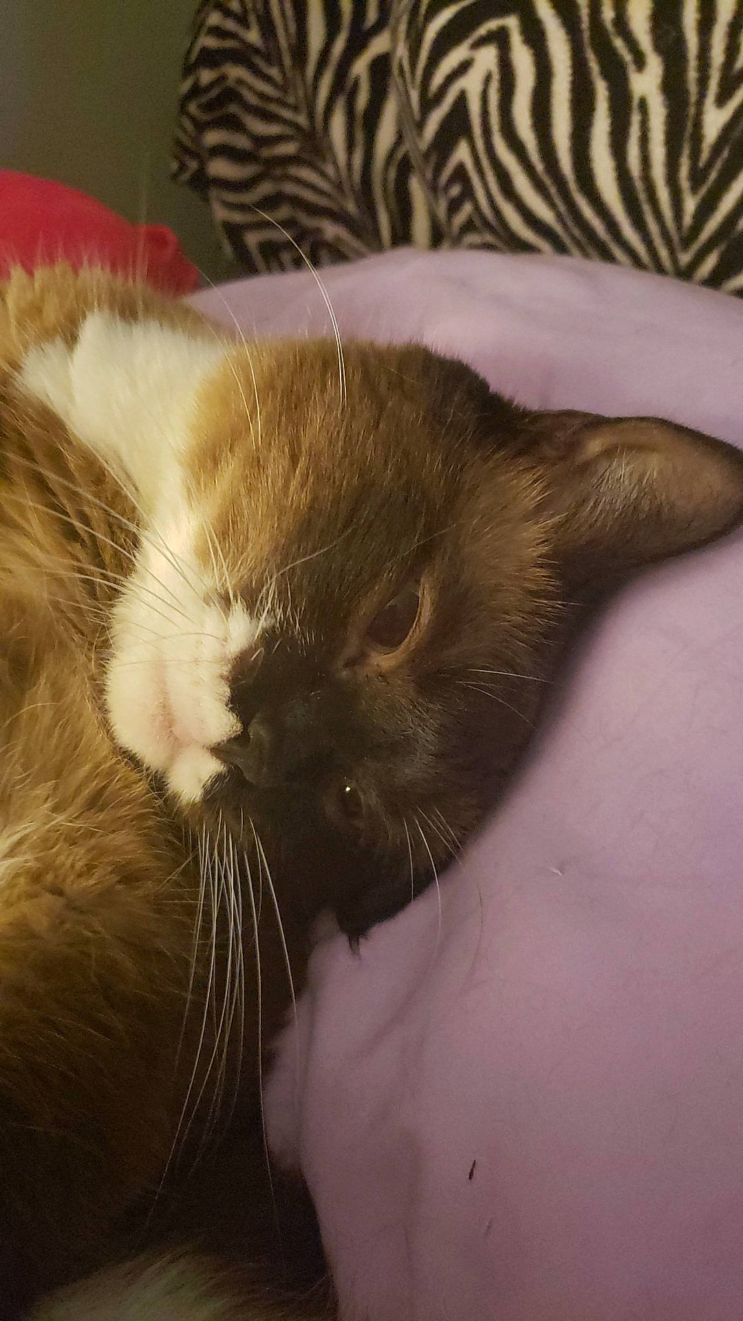 Angel is registered to the contest to win money with this photo: carnivore, cat, claw, close_up, comfort, domestic_short_haired_cat, ear, fawn, felidae, fur, nap, paw, sleep, small_to_medium_sized_cats, tail, terrestrial_animal, whiskers, wildlife