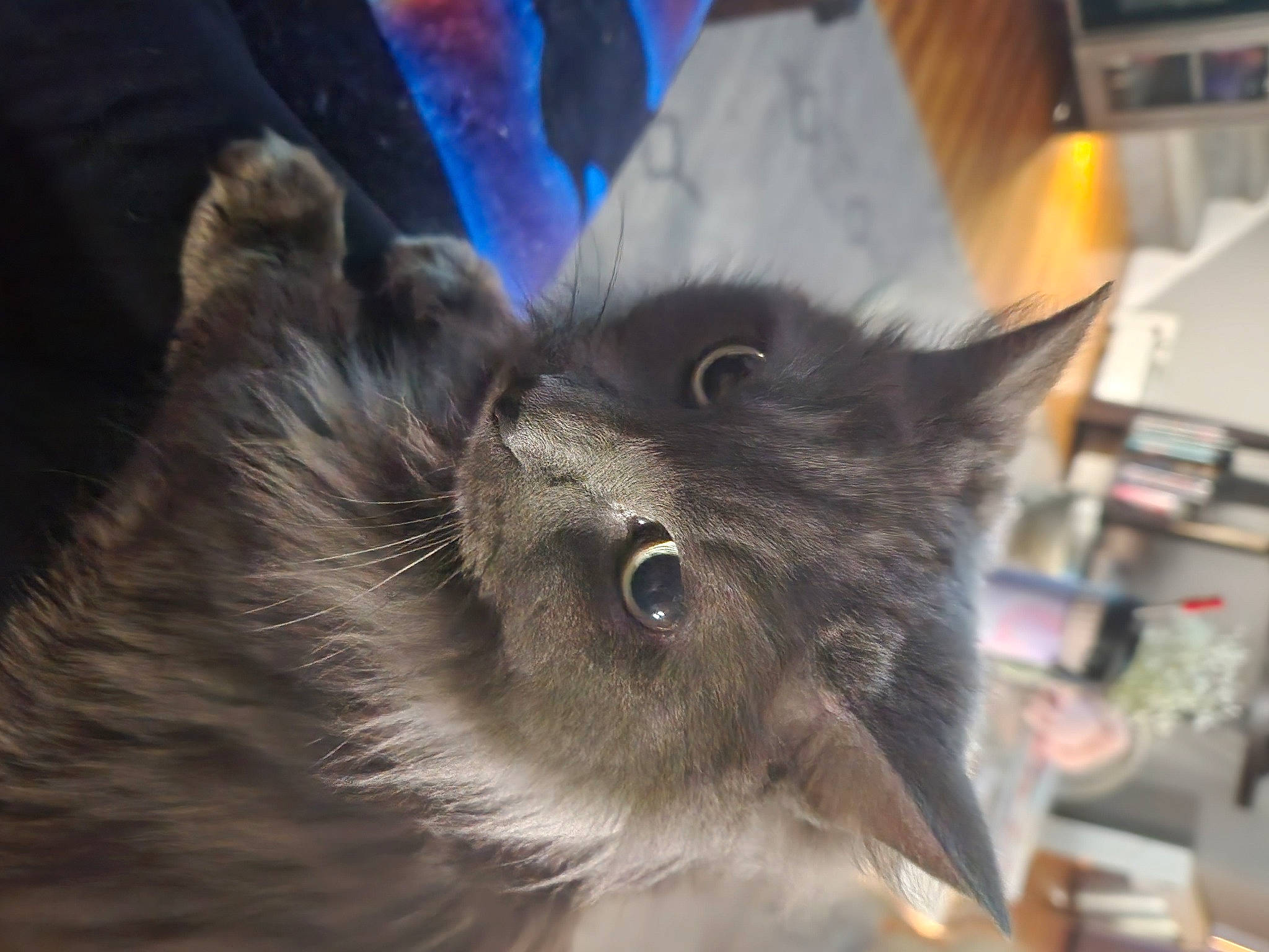 Ashe is registered to the contest to win money with this photo: black_cat, canidae, carnivore, cat, claw, domestic_short_haired_cat, ear, electric_blue, felidae, fur, paw, small_to_medium_sized_cats, snout, tail, whiskers