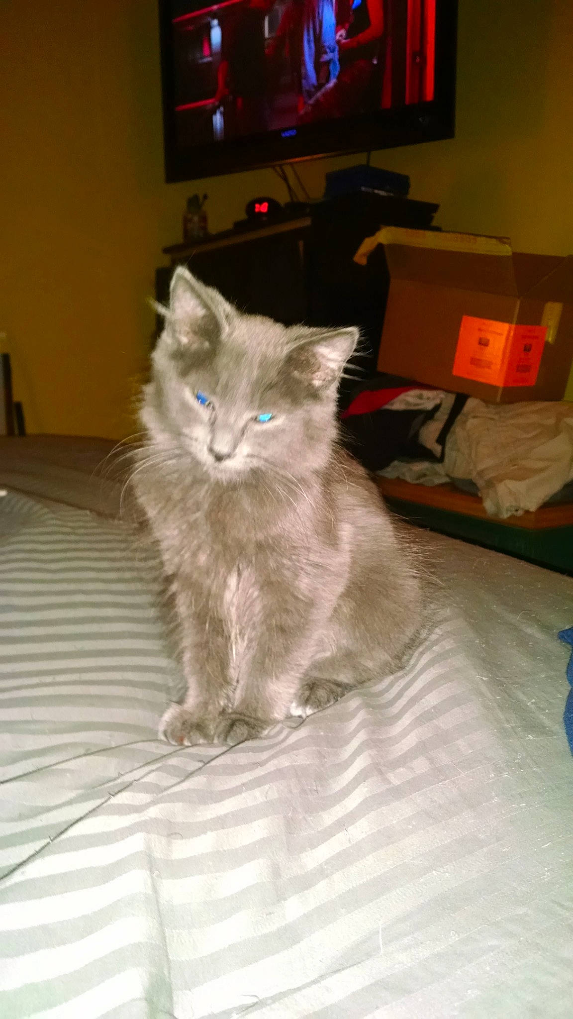 Ashe is registered to the contest to win money with this photo: box, british_longhair, carnivore, cat, claw, comfort, display_device, domestic_short_haired_cat, fawn, felidae, flooring, fur, grey, home_appliance, paw, picture_frame, small_to_medium_sized_cats, tail, television, whiskers