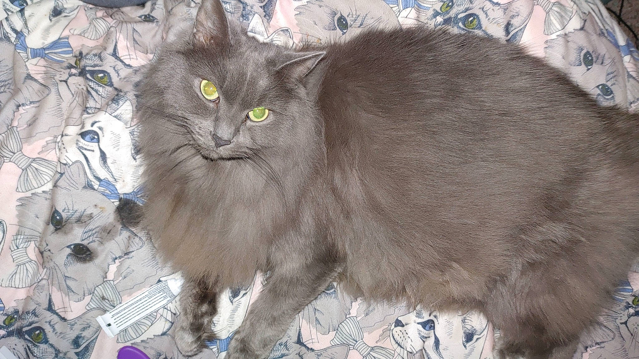 Ashe is registered to the contest to win money with this photo: art, carnivore, cat, domestic_short_haired_cat, event, felidae, fur, grey, illustration, pattern, small_to_medium_sized_cats, snout, tail, terrestrial_animal, whiskers, wildlife