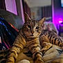 cat, tabby_cat, pet, animal, feline, indoor, blanket, stretching, relaxed, fur, whiskers, ears, eyes, living_room, couch, soft_lighting, purple_light, cozy, comfort, resting