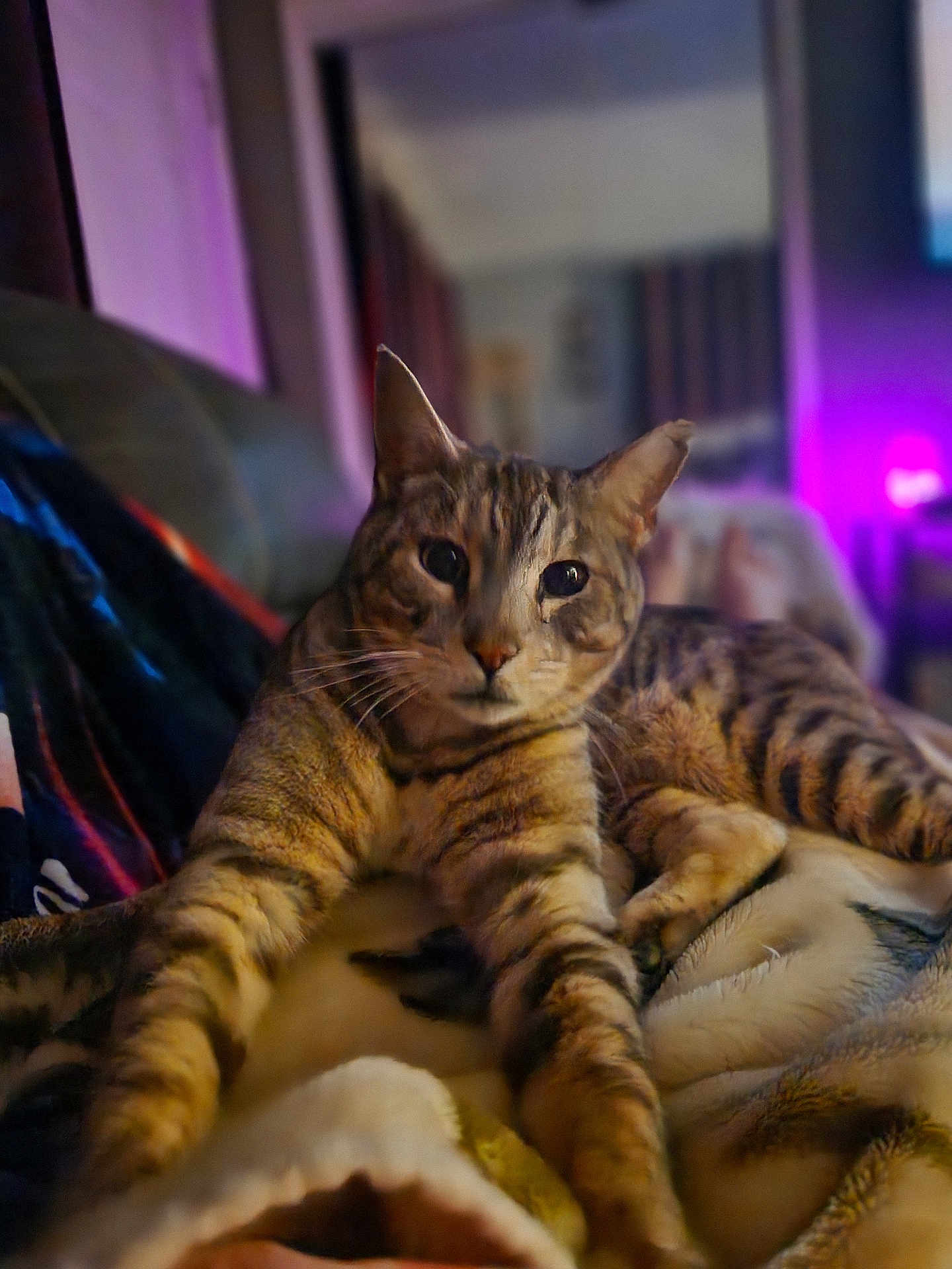 Taz