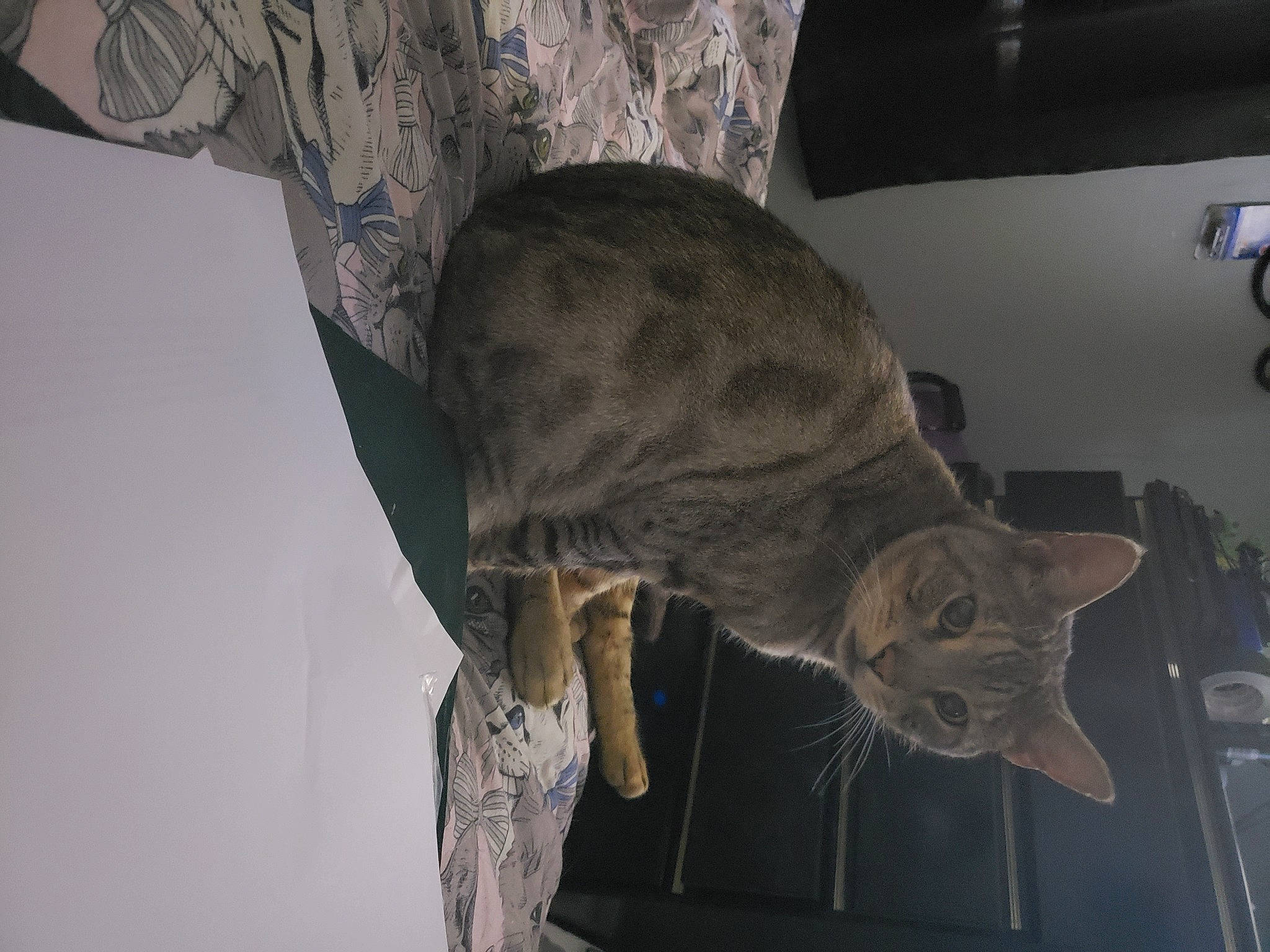 Taz is registered to the contest to win money with this photo: carnivore, cat, comfort, domestic_short_haired_cat, felidae, fur, grey, small_to_medium_sized_cats, tail, whiskers