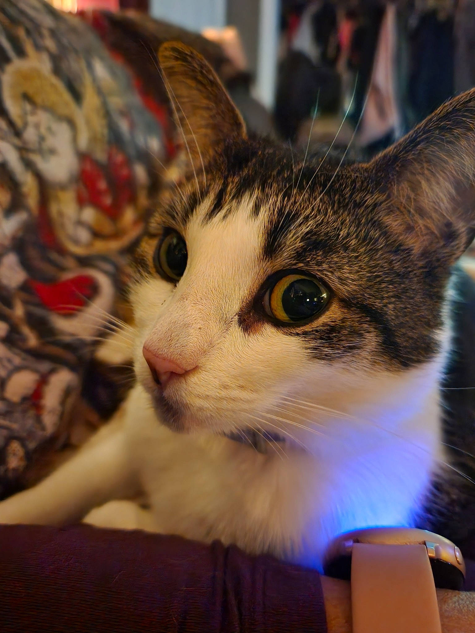 Oskar joined the competition — help win amazing prizes! carnivore, cat, comfort, domestic_short_haired_cat, felidae, fur, small_to_medium_sized_cats, whiskers, window