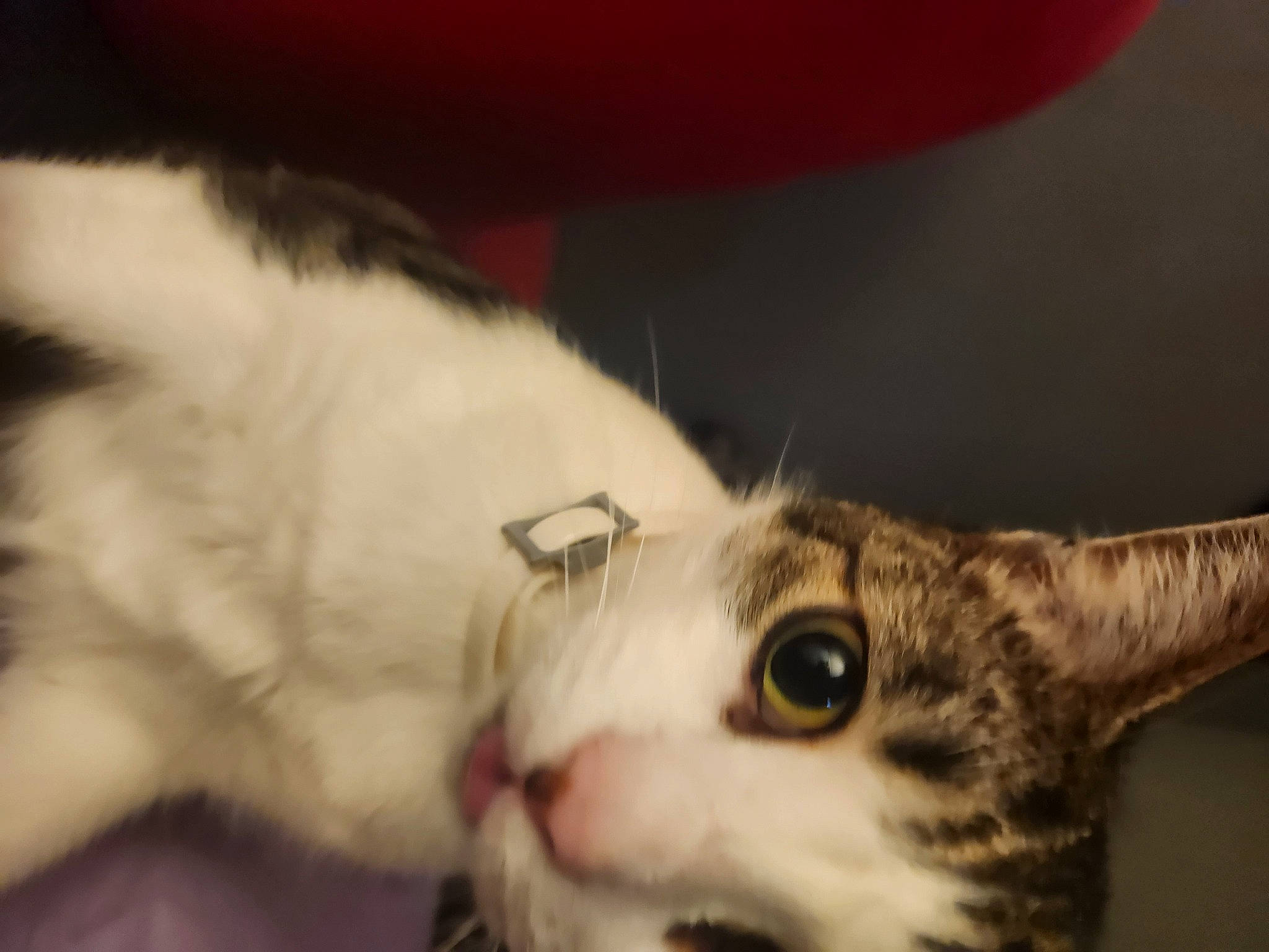 Oskar joined the competition — help win amazing prizes! carnivore, cat, claw, close_up, domestic_short_haired_cat, ear, eye, eyelash, felidae, fur, head, macro_photography, paw, small_to_medium_sized_cats, snout, terrestrial_animal, whiskers, window