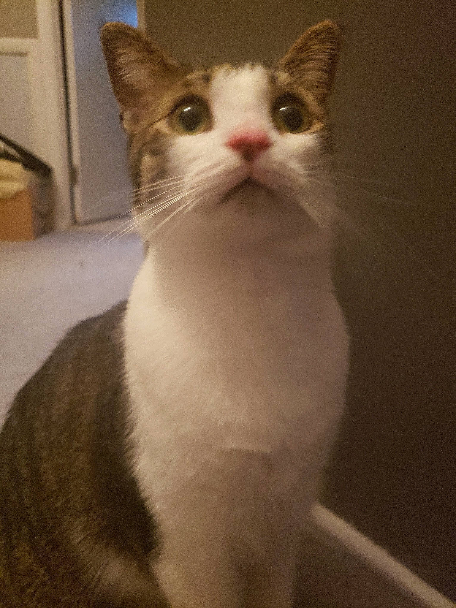 Oskar is registered to the contest to win money with this photo: box, carnivore, cat, domestic_short_haired_cat, felidae, fur, small_to_medium_sized_cats, snout, tail, whiskers