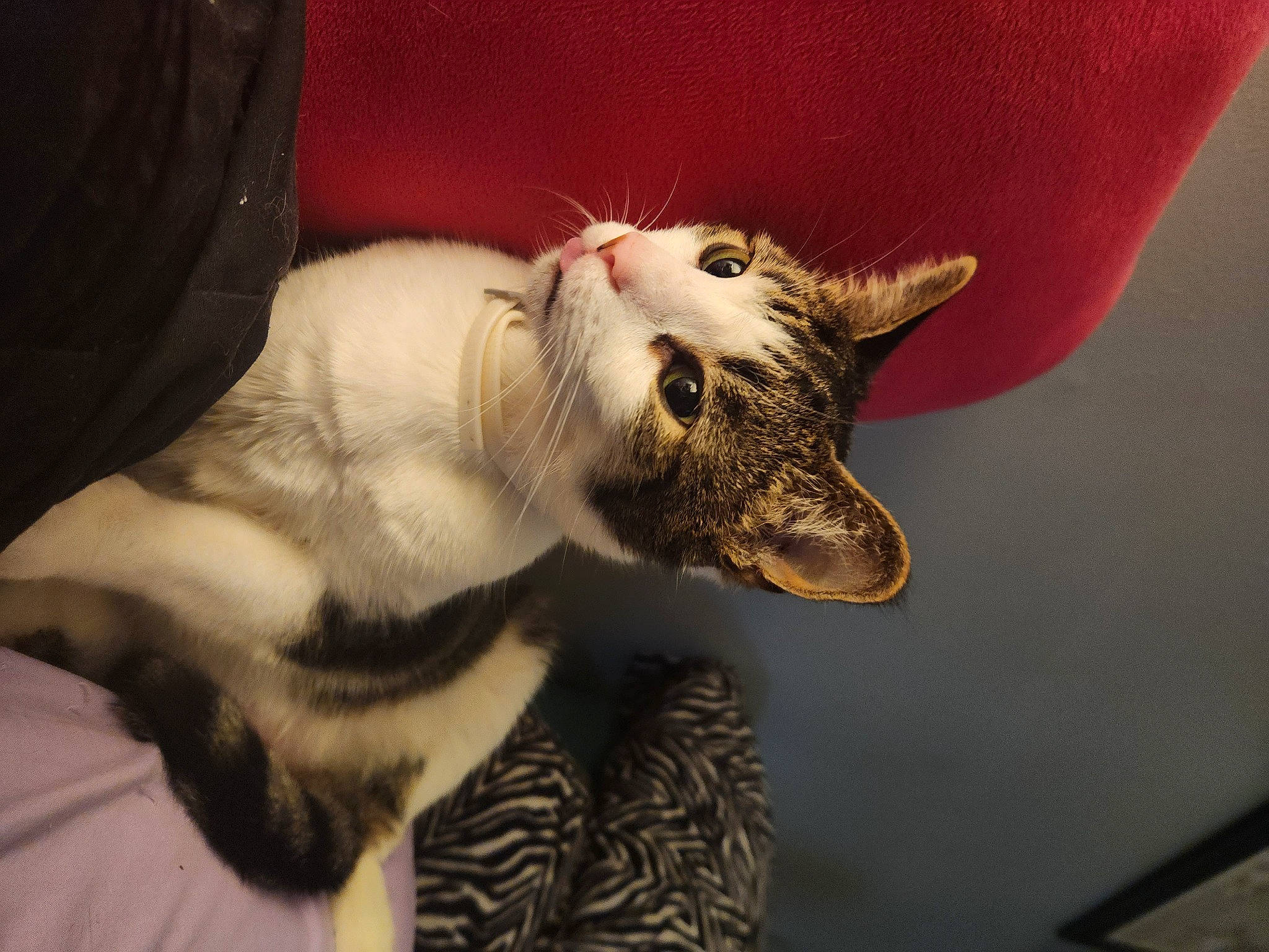 Oskar joined the competition — help win amazing prizes! carnivore, cat, claw, collar, comfort, domestic_short_haired_cat, ear, fang, felidae, fur, jaw, paw, petal, small_to_medium_sized_cats, snout, tail, terrestrial_animal, whiskers