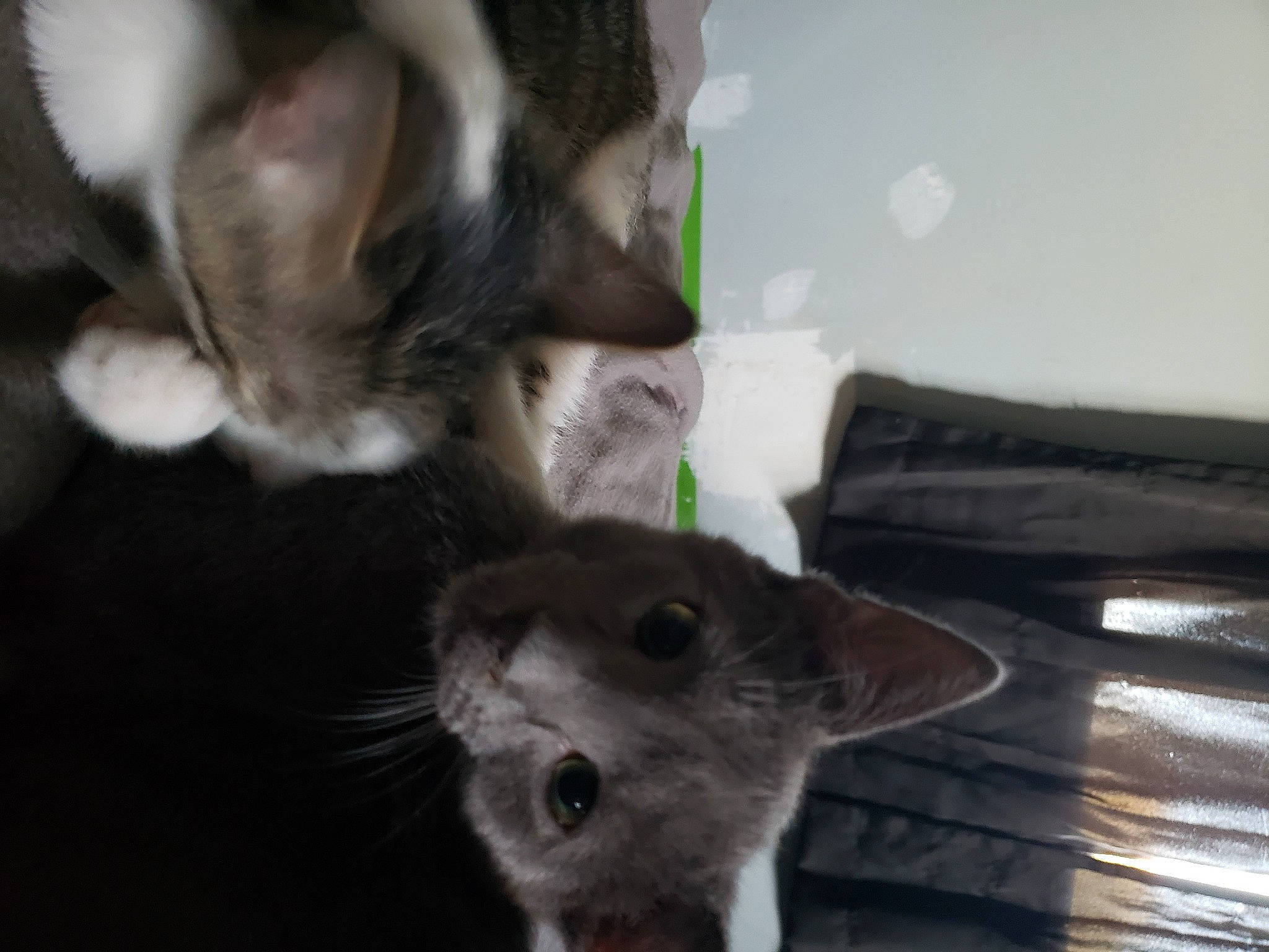 Greyson is registered to the contest to win money with this photo: carnivore, cat, claw, domestic_short_haired_cat, ear, felidae, fur, paw, russian_blue, small_to_medium_sized_cats, snout, tail, whiskers