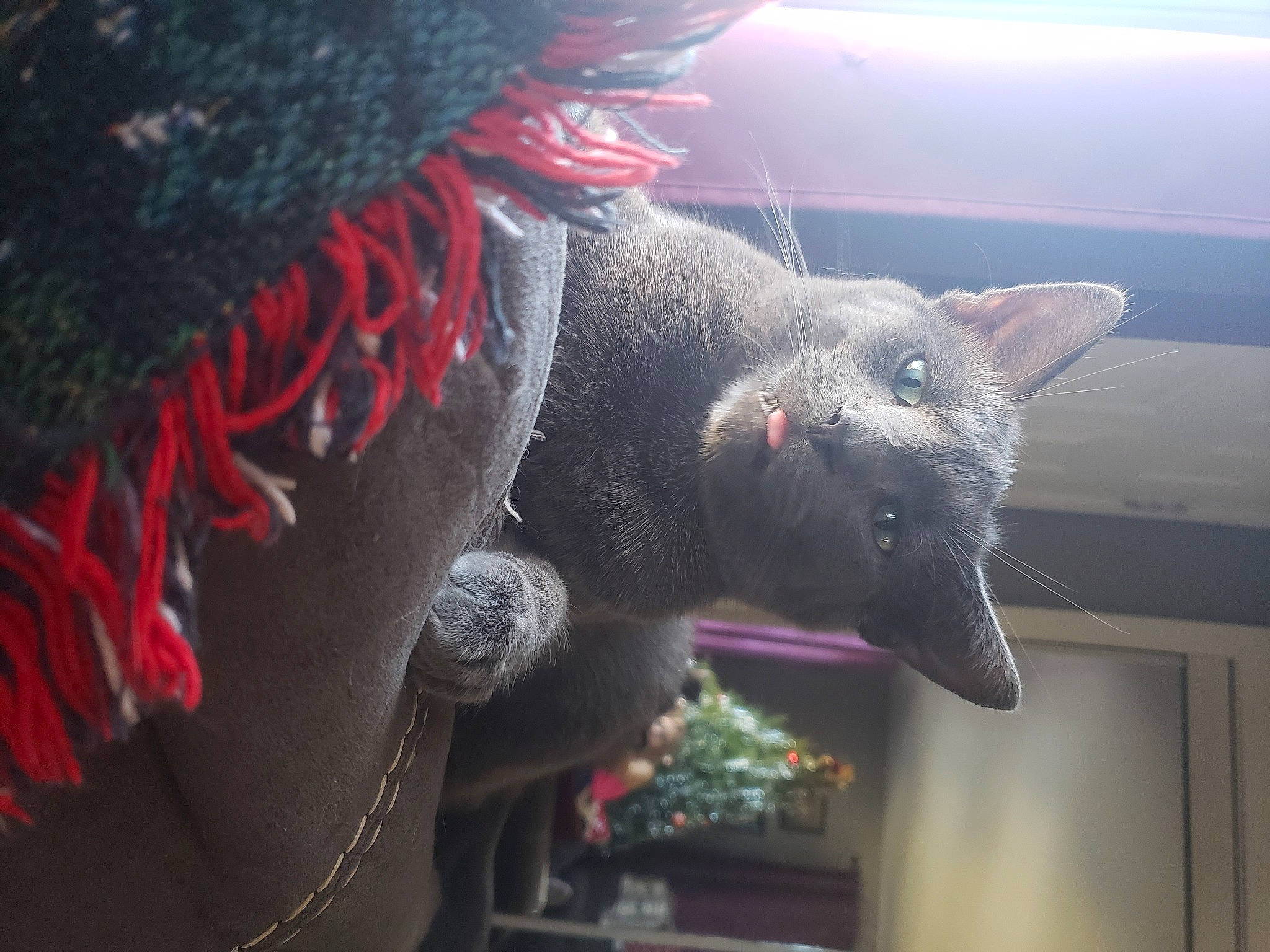 Greyson joined the competition — help win amazing prizes! art, carmine, claw, event, fang, felidae, fur, grey, small_to_medium_sized_cats, tail, terrestrial_animal, whiskers, wildlife