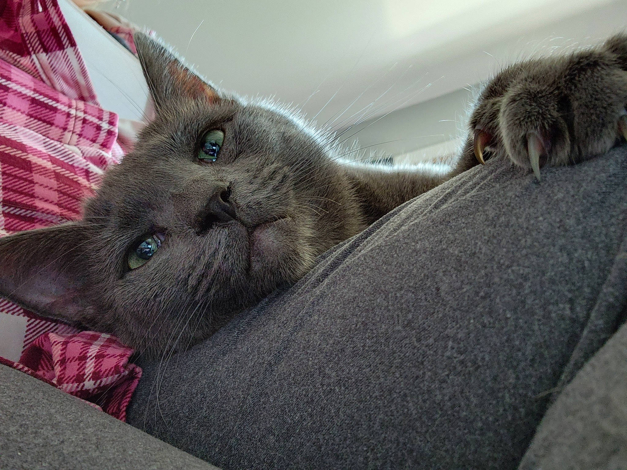 Greyson is registered to the contest to win money with this photo: carnivore, cat, cat_supply, claw, comfort, domestic_short_haired_cat, fawn, felidae, fur, grey, paw, russian_blue, small_to_medium_sized_cats, snout, tail, terrestrial_animal, whiskers, window