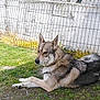 Bandit a rejoint le concours — aidez-le/la à gagner de superbes lots ! dog, canine, grass, outdoor, fence, animal, pet, lying_down, nature, mammal, fur, quiet, resting, watchful, daylight, ground, ears_up, side_view, calm, domestic_animal