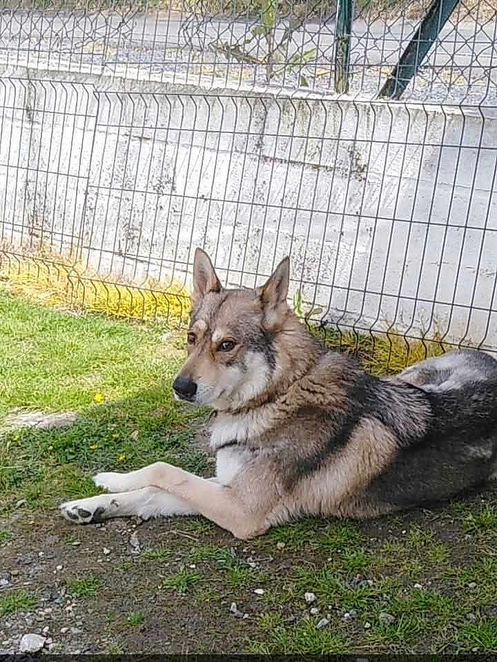 Bandit a rejoint le concours — aidez-le/la à gagner de superbes lots ! dog, canine, grass, outdoor, fence, animal, pet, lying_down, nature, mammal, fur, quiet, resting, watchful, daylight, ground, ears_up, side_view, calm, domestic_animal