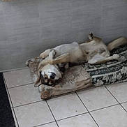 Bandit a rejoint le concours — aidez-le/la à gagner de superbes lots ! dog, lying_down, upside_down, cushion, floral_pattern, tile_floor, indoor, pet, relaxed, playful, fur, muzzle, ears, tail, animal, resting, home, domestic, comfortable, canine