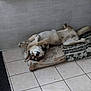 dog, lying_down, upside_down, cushion, floral_pattern, tile_floor, indoor, pet, relaxed, playful, fur, muzzle, ears, tail, animal, resting, home, domestic, comfortable, canine