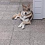 Bandit participe au concours pour gagner de l'argent avec cette photo : dog, canine, animal, pet, outdoor, pavement, tile_floor, resting, lying_down, fur, ears, paw, muzzle, building, wall, grey, brown, white, quiet, calm