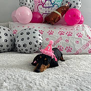 Myla is registered to the contest to win money with this photo: balloons, birthday, black_and_tan, celebration, cute, dachshund, decorations, dog, festive, first_birthday, fluffy_surface, indoor, lying_down, party_hat, paw_prints, pet, pink, pink_hat, puppy, resting