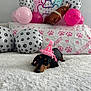 balloons, birthday, black_and_tan, celebration, cute, dachshund, decorations, dog, festive, first_birthday, fluffy_surface, indoor, lying_down, party_hat, paw_prints, pet, pink, pink_hat, puppy, resting