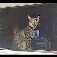 Minnie is registered to the contest to win money with this photo: animal, cat, collar, cute, domestic, feline, fur, furniture, household, indoor, mouth_open, pet, screen, sitting, surprised_expression, tabby, television, window, window_sill, yellow_eyes